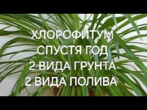 Видео: ХЛОРОФИТУМ СПУСТЯ ГОД