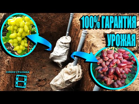 Видео: ТАКАЯ ПОСАДКА ВИНОГРАДА - ГАРАНТИЯ СУПЕР УРОЖАЯ СИСТЕМА ПОЛИВА ВИНОГРАДА СЕВЕРНЫЙ ВИНОГРАДНИК 24-21