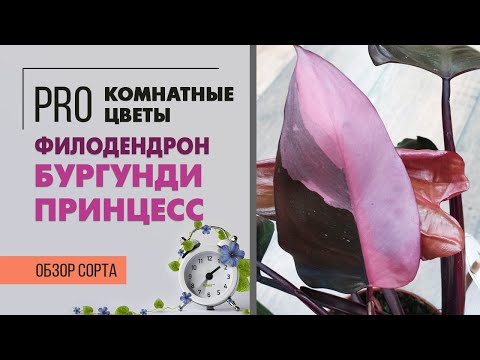 Видео: Филодендрон Бургунди Принцесс - восхитительный сорт филодендрона | Самые красивые комнатные лианы