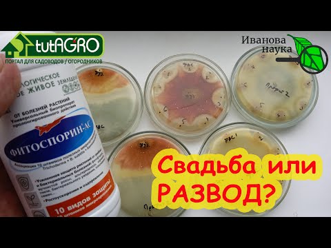 Видео: ФИТОСПОРИН АС. Сенная палочка+триходерма. Свадьба или развод? Поженили ли двух врагов всех болезней?