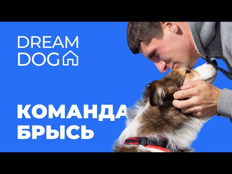 Видео: Как отучить собаку ходить за вами 🐶 Команда брысь