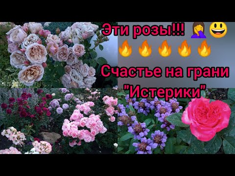 Видео: Роооозы😍❤❤❤! Mereilli Dumas 😍🔥🙏,не знаю кого показать первой🤷‍♀️😃...