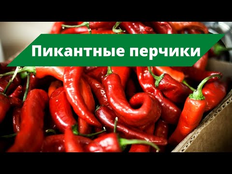 Видео: ОСТРЫЕ ПЕРЧИКИ ДЛЯ ПИКАНТНЫХ ЗАГОТОВОК | Обзор сортов острого перца