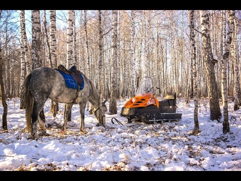 Видео: Охота в Тюмени на копытных  Тайга