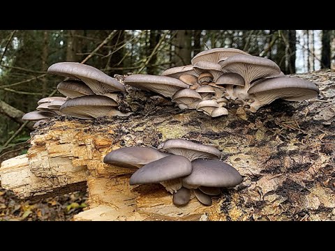 Видео: Где и когда собирать вешенку/Грибы поздней осенью/Беларусь 2021.