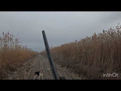 Видео: Охота 16 декабря 2024 г