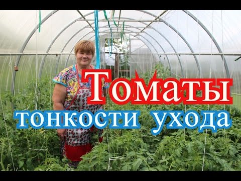 Видео: Помидоры в теплице. Тонкости ухода от практика. (15.06.16 г.)