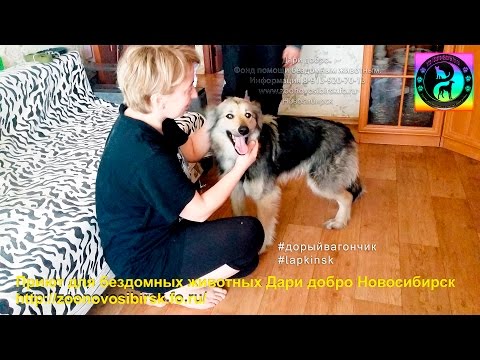 Видео: Счастливая собака из приюта знакомится с новым домом и хозяевами | the dog was taken from a shelter