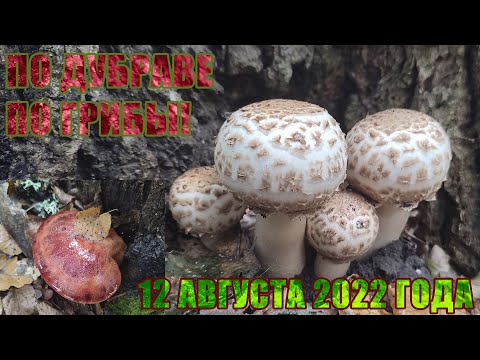 Видео: ❗ПОЛНАЯ КОРЗИНА удовольствия🔥 и целый ЛЕС🌳 ЭМОЦИЙ🔝❗  Более 10 видов грибов❗ 12 августа 2022❗