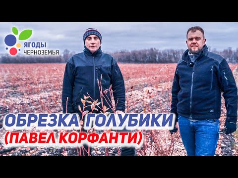 Видео: Обрезка голубики от профессионалов! Навсегда закройте для себя этот вопрос.