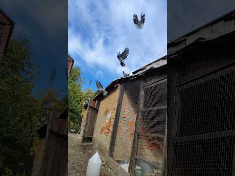 Видео: Так начинается мой день. #pigeon #birds #pigeonlover