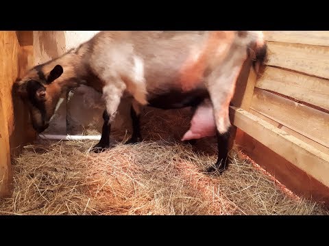 Видео: Окот козы. Когда хозяин должен быть рядом.