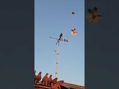 Видео: хто в ліс , а хто по дрова 