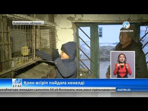 Видео: Қоян өсіріп пайдаға кенелді