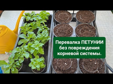 Видео: ПЕРЕВАЛКА АМПЕЛЬНОЙ ПЕТУНИИ БЕЗ ПОВРЕЖДЕНИЯ КОРНЕВОЙ СИСТЕМЫ. УВЕЛИЧЕНИЕ ОБЪЁМА ДО 1 ЛИТРА.