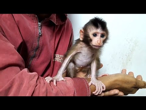 Видео: ОПАСНО!!! ОБЕЗЬЯНКА ЛИЛА ЗЛИТСЯ, ПОТОМУ ЧТО ПОЗДНО ВЫПИЛА МОЛОКО