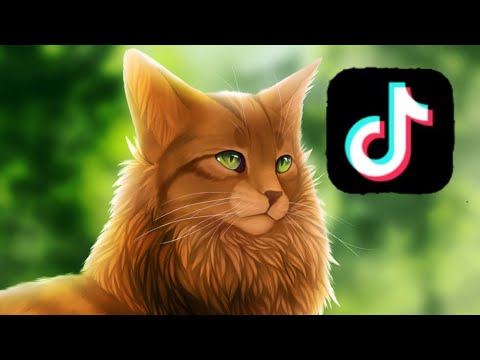 Видео: Коты Воители из тик тока