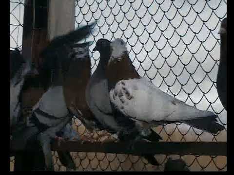 Видео: SMOV0003  Сербские высоколётные.