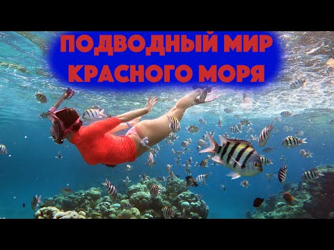 Видео: Подводный мир кораллового рифа бухты Sharks Bay. Рыбы красного моря с названиями.