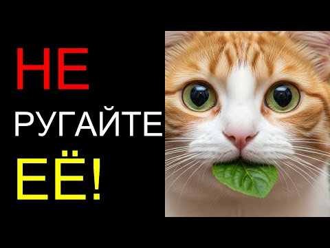 Видео: НИКОГДА не ругайте кошку за это, пока не узнаете шокирующую причину