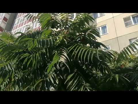 Видео: Сумах пушистый (Rhus typhina) - большой.