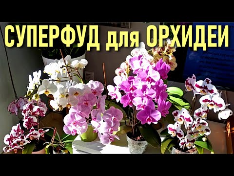 Видео: СУПЕРФУД (СУПЕРПИЩА) ДЛЯ УЛЬТРА ПЫШНОГО ЦВЕТЕНИЯ ОРХИДЕЙ! СМУЗИ ДЛЯ ОРХИДЕЙ ДЛЯ ВСЕХ И КАЖДОГО!