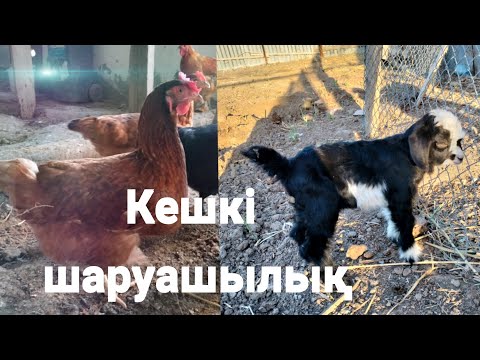 Видео: Кешкі шаруашылық.