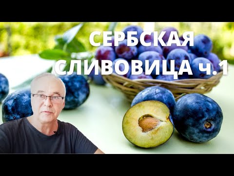 Видео: Сербская ракия Сливовица - оригинальный рецепт. Часть 1. Ставим брагу. / Самогоноварение