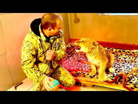 Видео: Олег Зубков стал вырабатывать у львенка яСимбы ЛЬВИНЫЙ ХАРАКТЕР, чтобы он мог за себя постоять потом