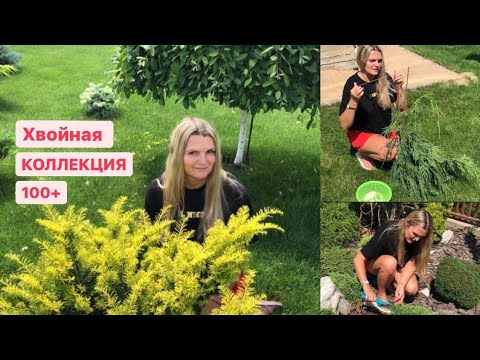 Видео: Прогулка по саду: стригу можжевельник, подвязываю кипарисовик, красивые приросты елей