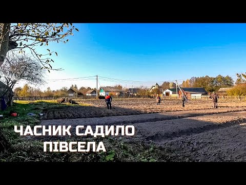 Видео: МАМКА сказала,якщо Не Продаси будеш його ЇСТИ-Посадка часнику на зиму