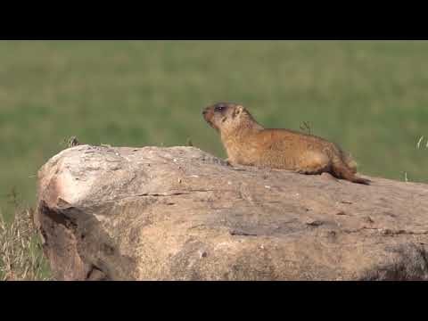Видео: ПАРК ОЛЕНИЙ, СУРКИ. DEER PARK, MARMOTS