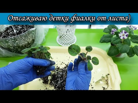 Видео: Отсаживаю детки фиалки от листа 🍃 Видео с моего ТГ канала)