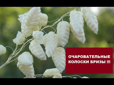 Видео: Посейте БРИЗУ(трясунку).Она ЗАСЛУЖИВАЕТ вашего внимания!