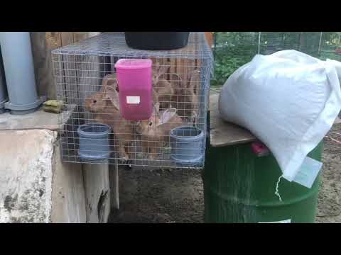 Видео: Наши кролики сами выбирают корм. Содержание и размножение кроликов. Мои кролики. Дачная Жизнь ТВ.