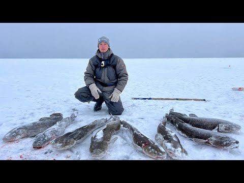 Видео: ЧЁРНЫЕ МОНСТРЫ И ШОКИРУЮЩИЕ ПОИМКИ НА РЕКЕ ЛЕНА! Думал так не бывает! Зимняя рыбалка на жерлицы .