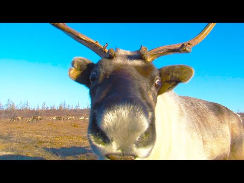 Видео: Ненцы, тундра, стойбище оленеводов... Как живут коренные северяне на лоне природы?