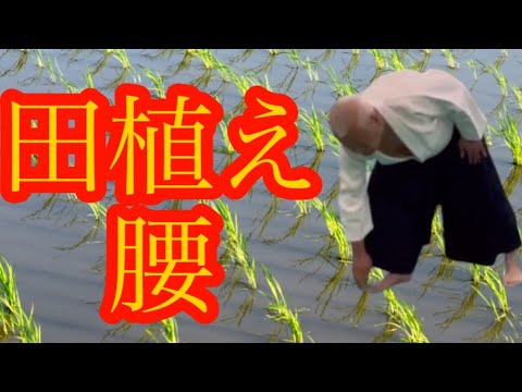 Видео: Посадка риса сделает вас мастером айкидо?