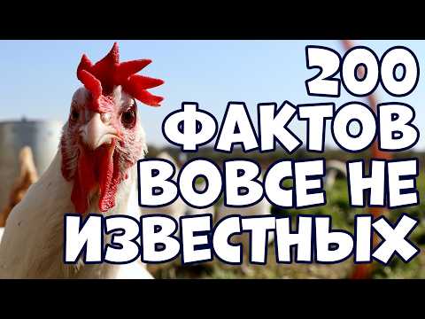 Видео: 200 ИНТЕРЕСНЫХ ФАКТОВ, ВОВСЕ НЕ ИЗВЕСТНЫХ МНОГИМ