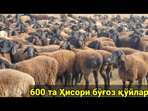 Видео: Тожикистондан бўғоз қўйлар келди 600 та