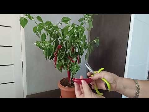 Видео: Урожай острого перца собираю круглый год.22.10.2025