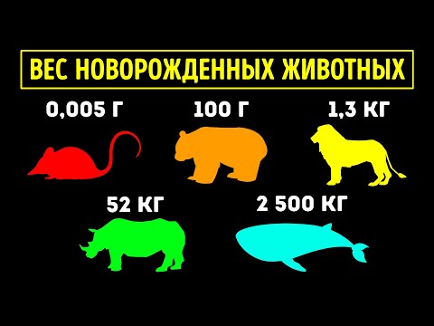 Видео: Когда детеныши животных становятся самостоятельными: Сравнение