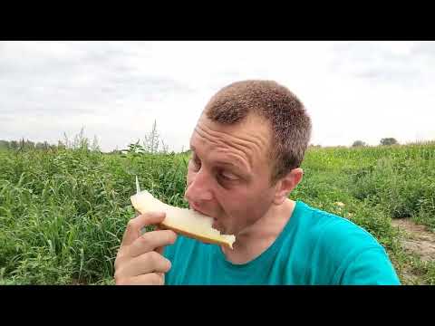 Видео: дегустація динь🍈🍈🍈 різних виробників 2023.