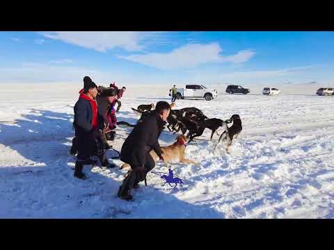 Видео: Тайга нохойны уралдаан