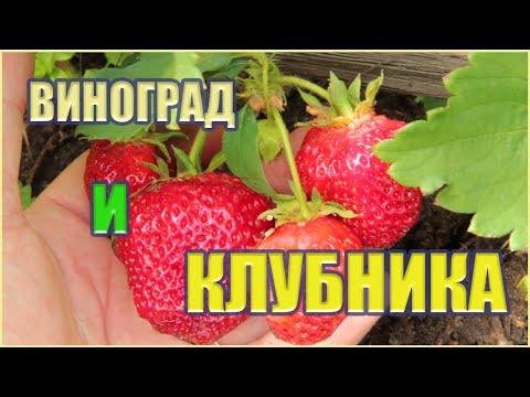 Видео: Высаживаем клубнику под виноград.