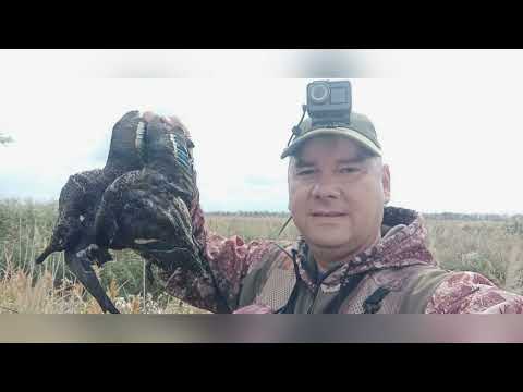 Видео: Открытие охоты на утку