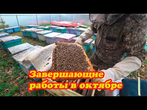 Видео: ЗАВЕРШАЮЩИЕ РАБОТЫ В ОКТЯБРЕ, ПОПОЛНЕНИЕ КОРМОВ, СЕМЬЯ ТРУТОВКА, БАНК МАТОК