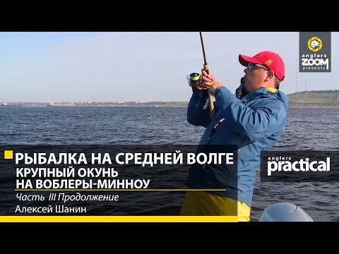 Видео: Рыбалка на Средней Волге. Крупный окунь на воблеры-минноу. Алексей Шанин. Часть 3. Anglers Practical