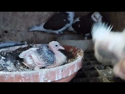 Видео: Бакинские голуби.Всего понемногу.