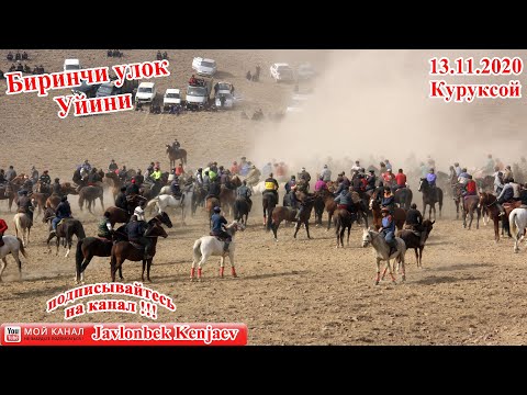 Видео: УЛОКИ КУРУКСОЙ/13.11.2021/КУПКАРИ КУРУКСОЙ/КУКМАР 2021